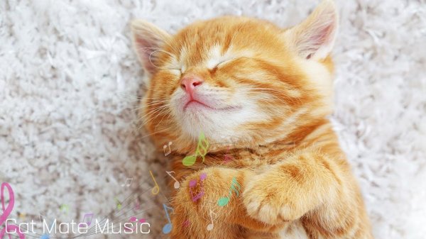 рыжие котята