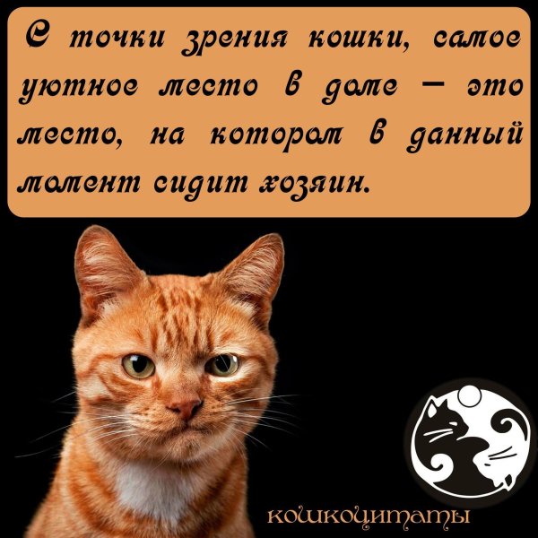 Про котов со смыслом