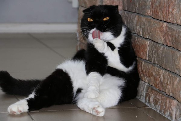 смешные котики 2023