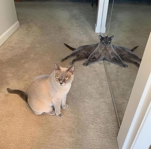 глупая кошка