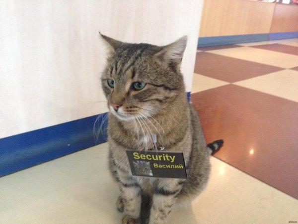 кошачья полиция