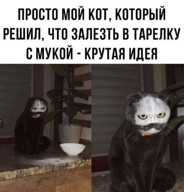 мем про кота