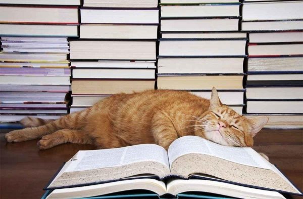 читаем книги