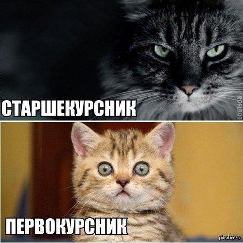 студент старшекурсник