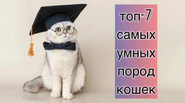 умные коты