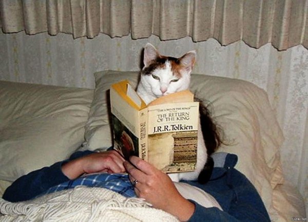 Кот студент