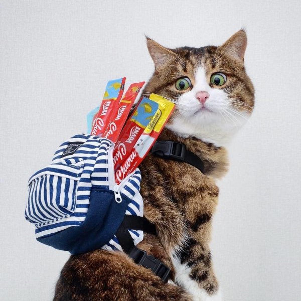 котик с рюкзаком