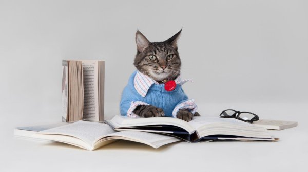 котик преподаватель