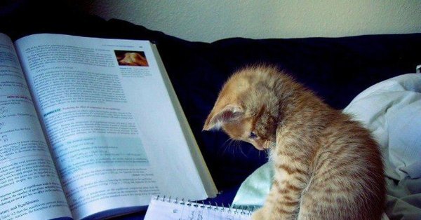 очаровательные котята