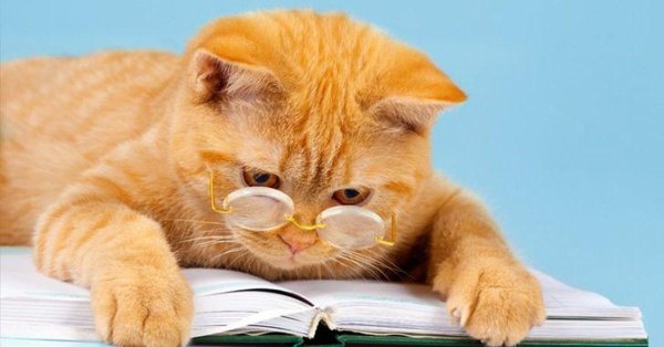 умные котики