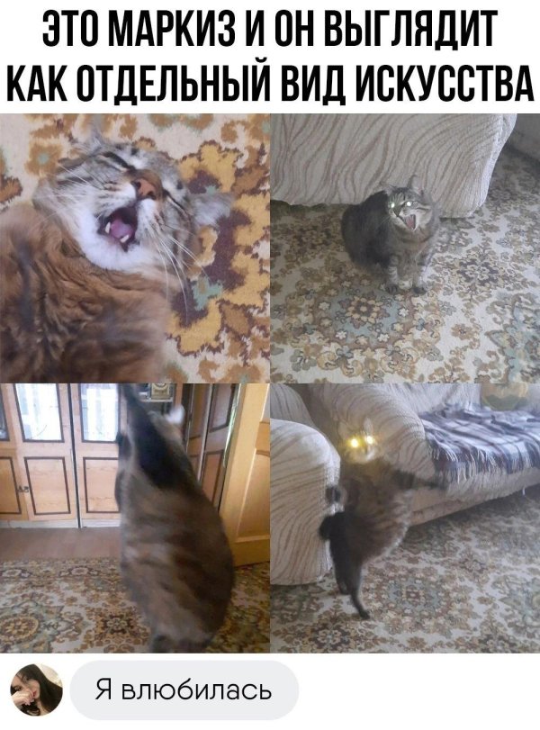 мем про кота