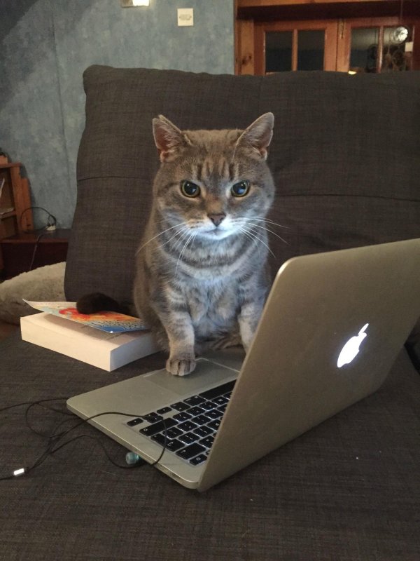 кот за компьютером