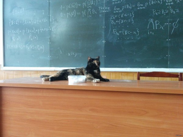 котик ученик