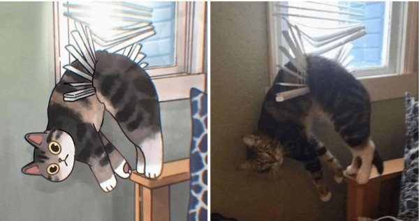 сумасшедшая кошка