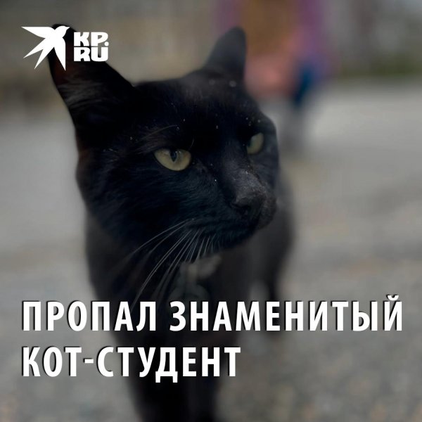 пропавший кот