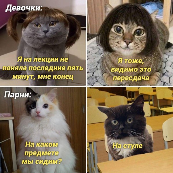 мем про кота