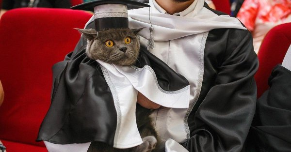 кот профессор