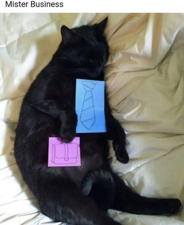 смешные коты без надписей