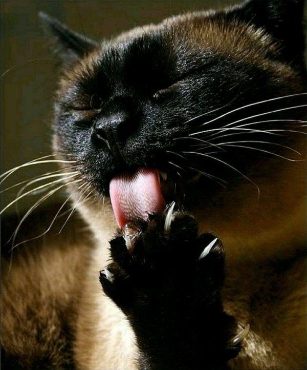 кот лижет лапу