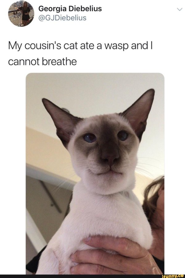 кота укусила пчела