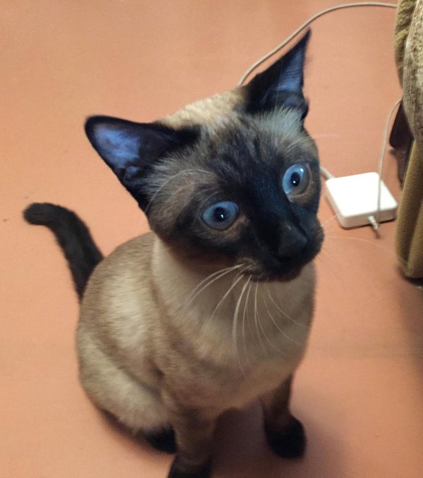 кот сиамский