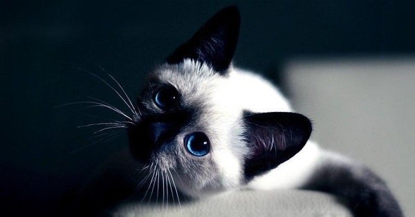 сиамская котенок