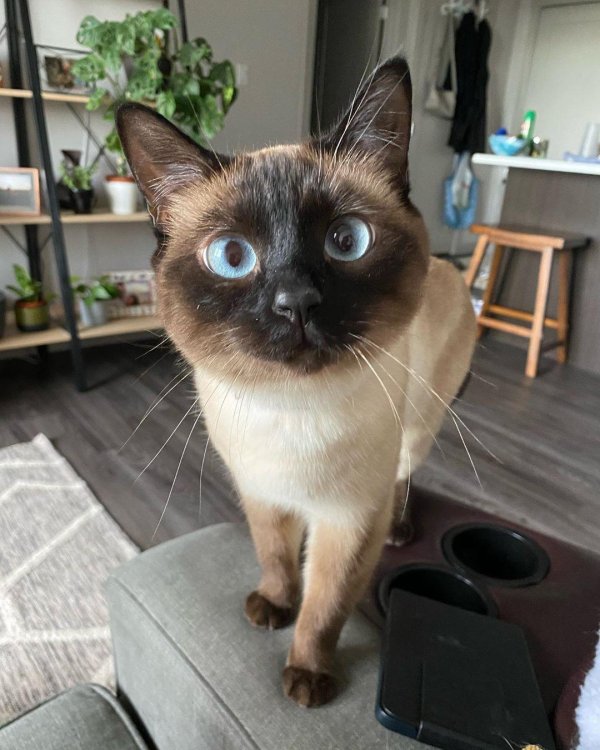 сиамская порода кошек