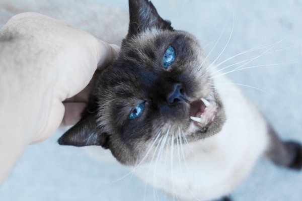 кот сиамский