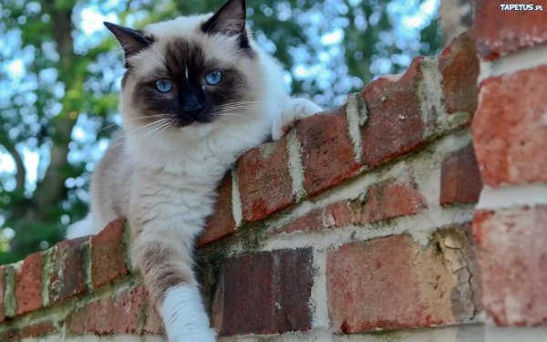 балинезийская рэгдолл