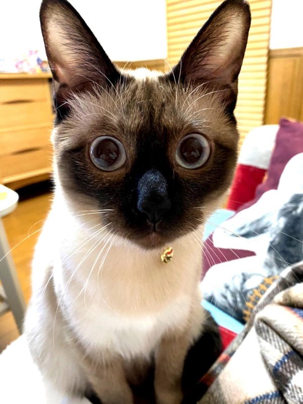 сиамская королевская