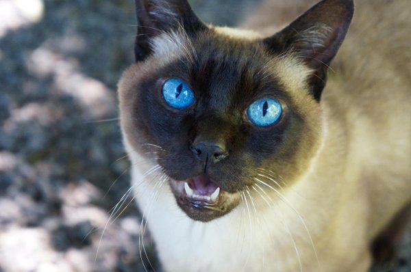 сиамская порода кошек