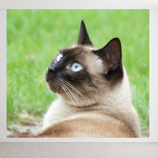 тайская порода кошек