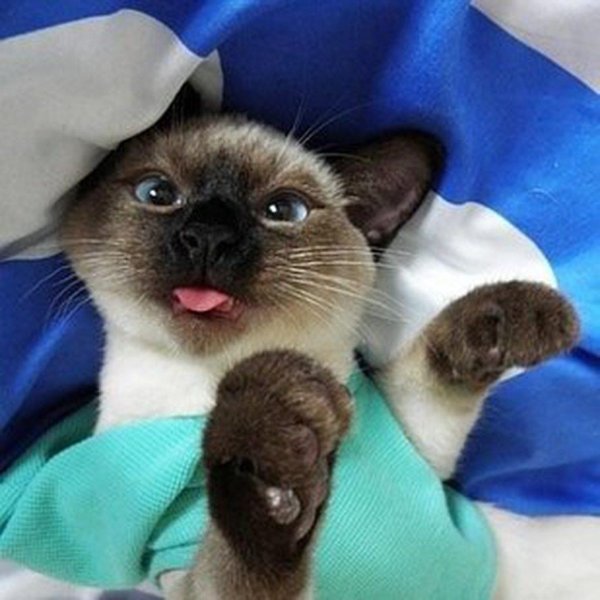 кот сиамский