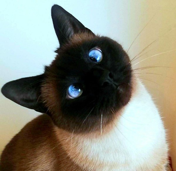 тайская старосиамская кошка