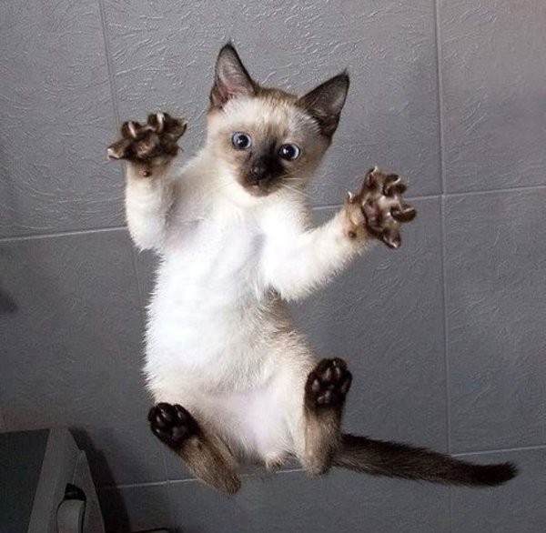 сиамская котенок