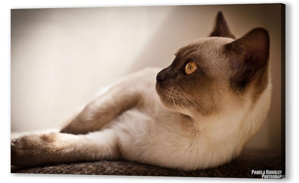 порода кошек бурманская