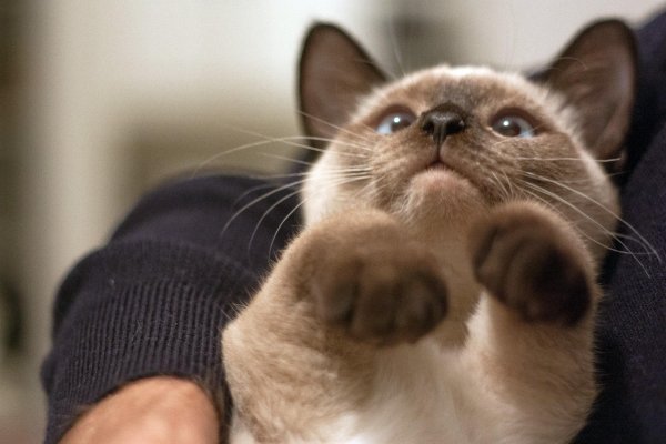 тайская кошка