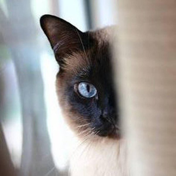 кот сиамский