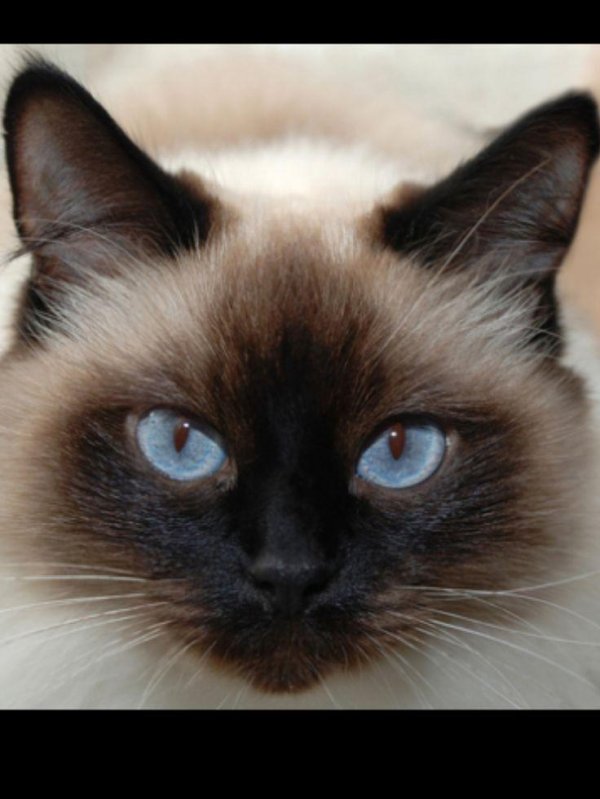 балинезийская рэгдолл