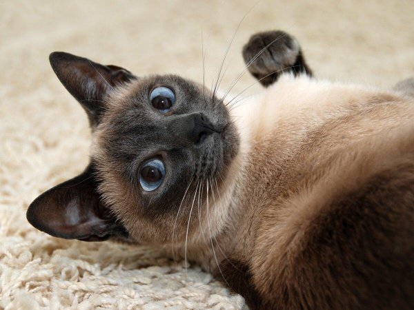 порода кошек сиамская