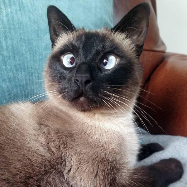 сиамский кот метис