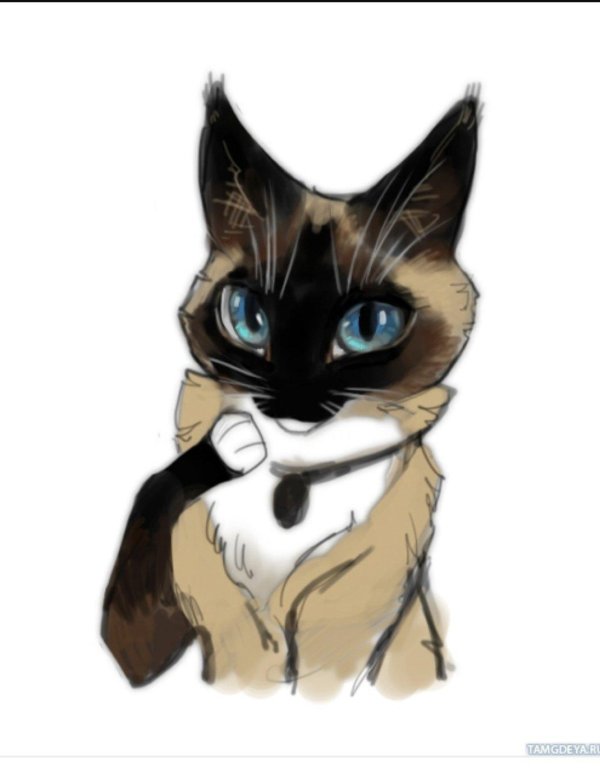 кот сиамский