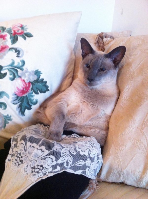 животные в белье