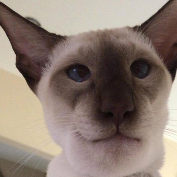 сиамский ориентальный кот