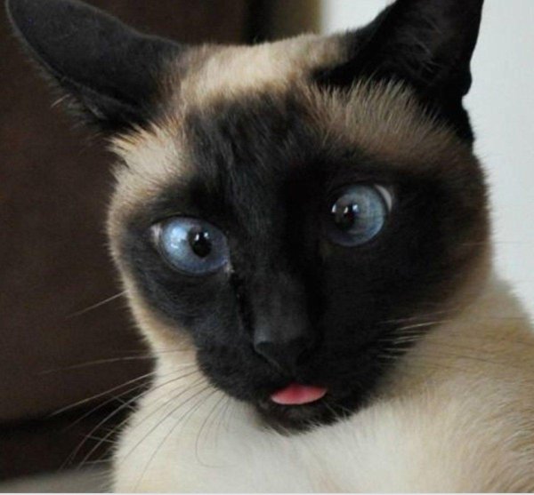 сиамский кот ориентал