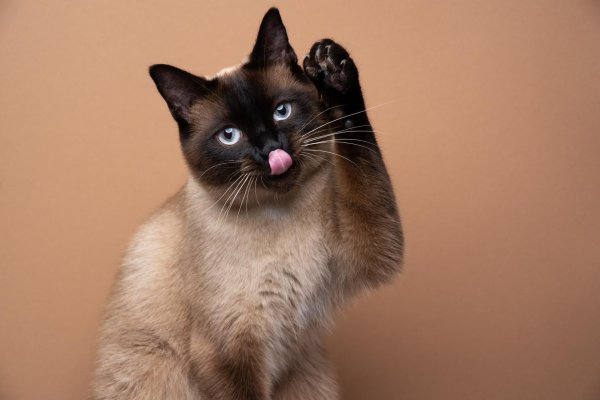 siamese cat