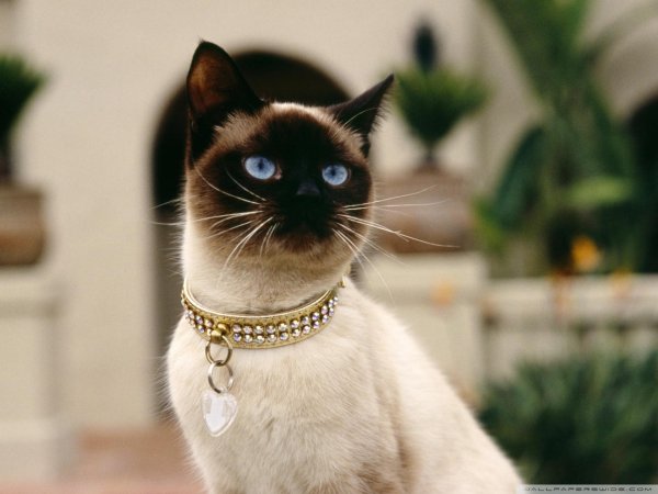 сиамская кошка