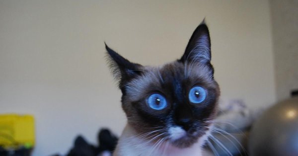 тайская кошка