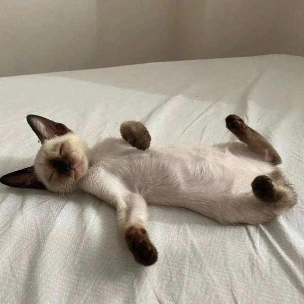 кот лежащий на спине