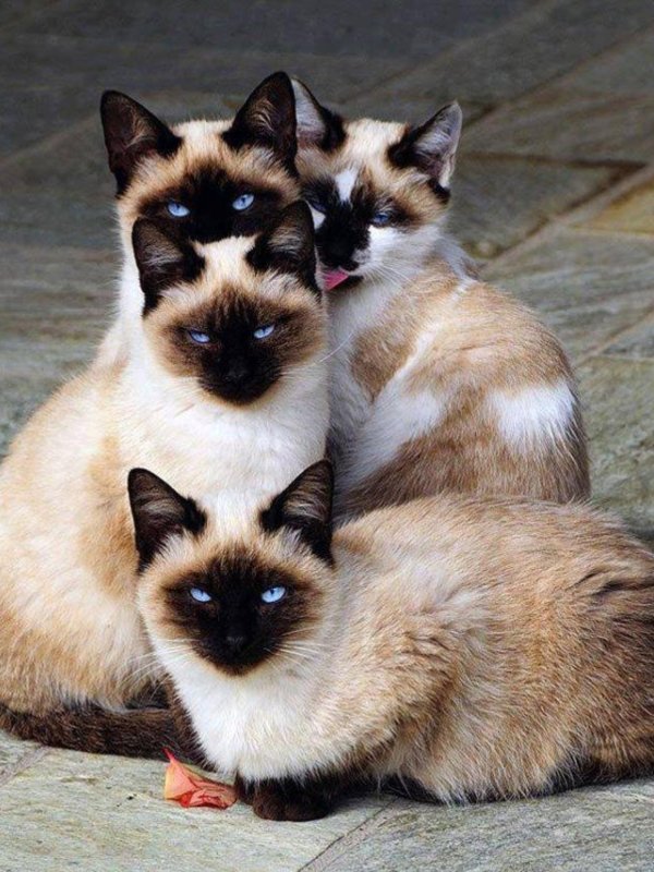 священная бирма кошка